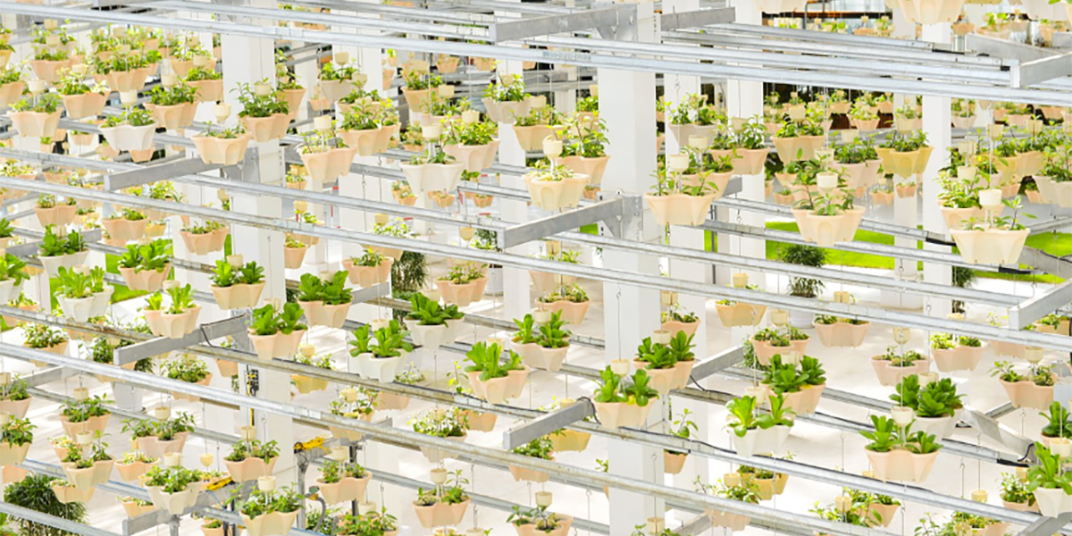 Nasce Superfarm: la nuova serra verticale nel bergamasco